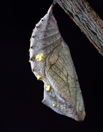 chrysalis-1742202_1920