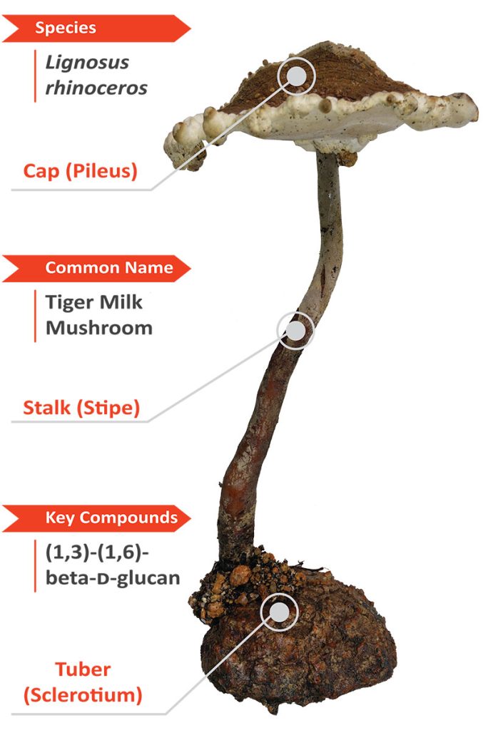 Tiger milk mushroom